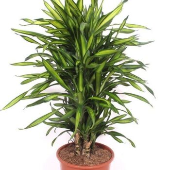 Dracaena Riki