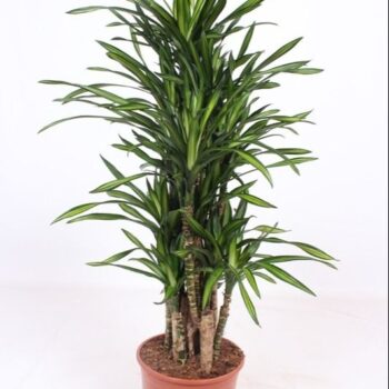 Dracaena Riki