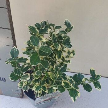 Euonymus fortunei Silver Queen