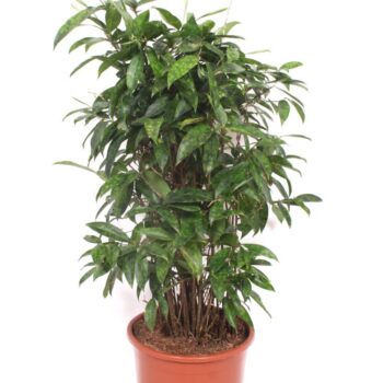 Dracaena Surculosa