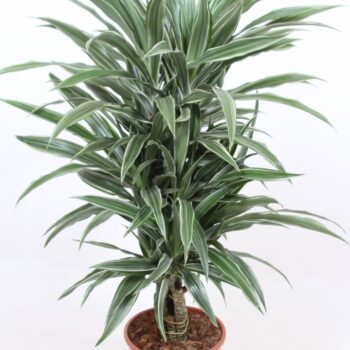 Dracaena Warneckei