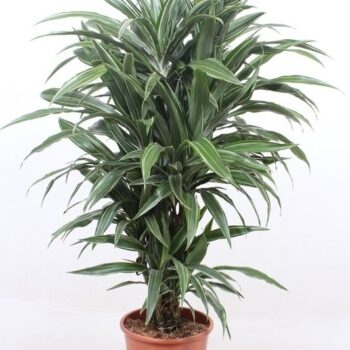 Dracaena Warneckei