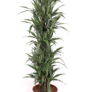 Dracaena Warneckei