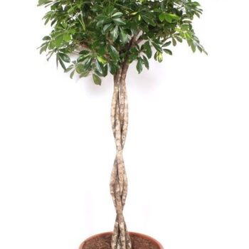 Schefflera 'Gold Capella'