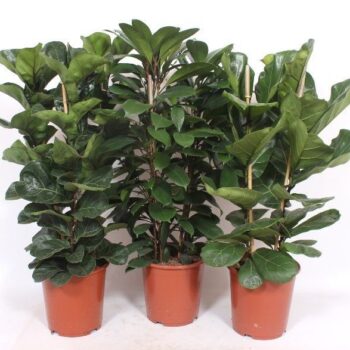 Ficus Mixkar 2-3 per pot