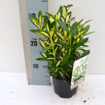 Euonymus japonicus Gold Queen