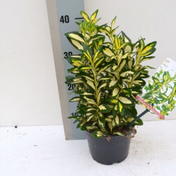 Euonymus japonicus gold Queen