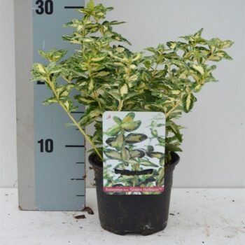 Euonymus fortunei Golden Harlequin