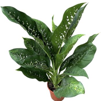 dieffenbachia crocodile