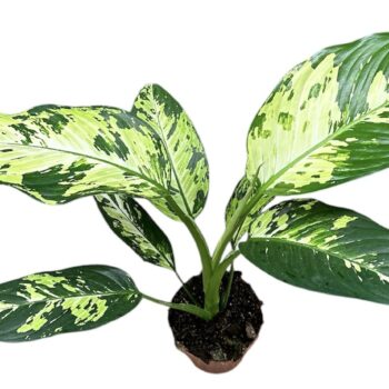dieffenbachia yellow star