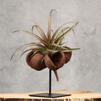 Sterculia Tilly Stand