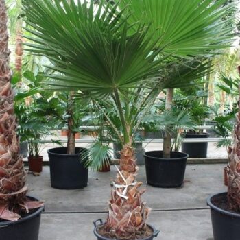 Washingtonia robusta