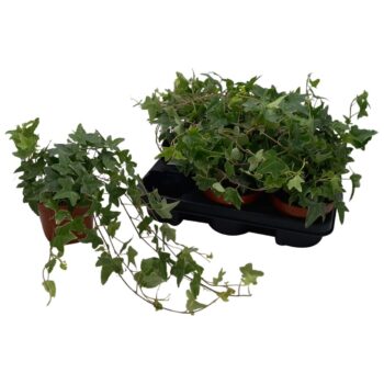 Hedera helix 'Mona Lisa'