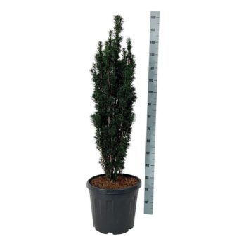 Taxus b. 'Black Tower'