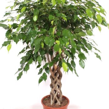 Ficus Exotica