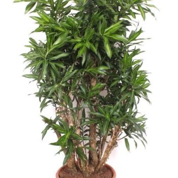 Dracaena Song of Jamaica