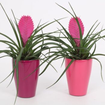 Tillandsia cyanea 'Anita'