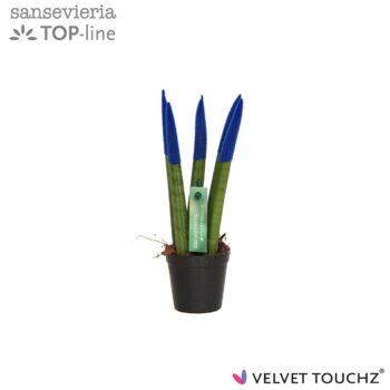 Sansevieria VELVET TOUCHZ® Blauw