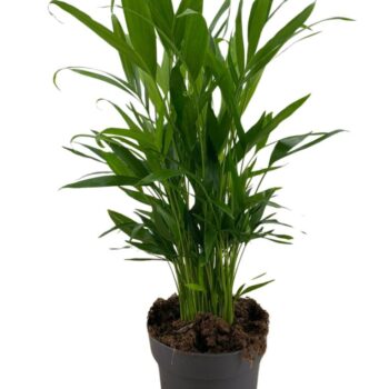 Cataractarum palm p17