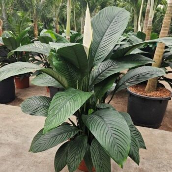 Spathiphyllum Sensation
