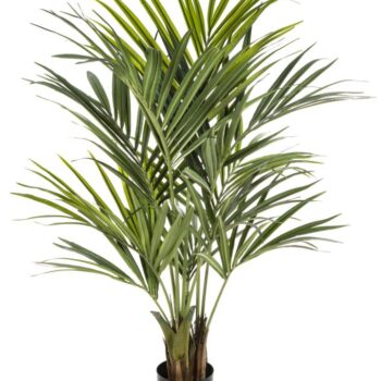 Flame retardant natural kentia palm de luxe
