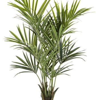 Flame retardant kentia palm de luxe