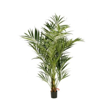 7.5' flame retardant kentia palm de luxe