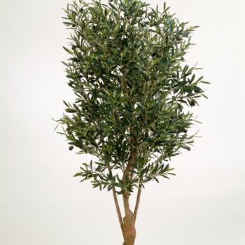 Flame retardant natural twisted olive tree w/fruits