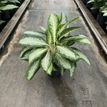 Aglaonema anouk 18/19 h60
