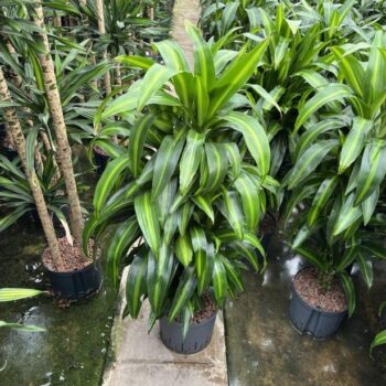 Dracaena hawaian sunshine vertakt 18/19 h100