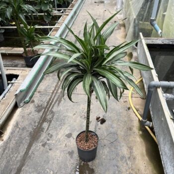 Dracaena warneckii twin stam 60 18/19 h100
