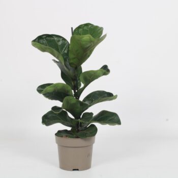 Ficus Bambino 15cm
