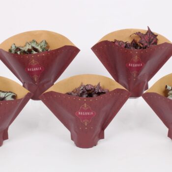 Begonia Enchanted Rex Mix 12cm - Papieren Begonia hoes