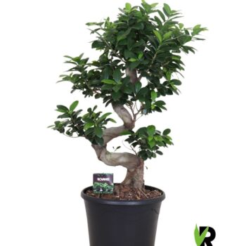 Ficus micr. S-type in sierpot