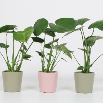 Monstera 12cm - Laura K - Blanco hoes