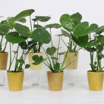 Monstera 12cm - Mohs en Sharik