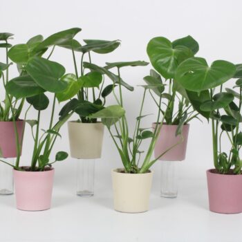 Monstera 12cm - Joy mix