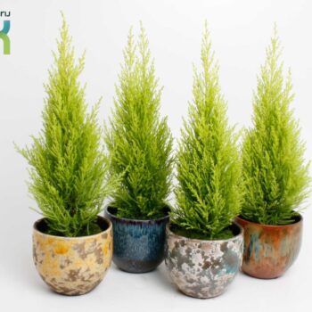 Cupressus Macrocarpa Wilma in Luuk mix