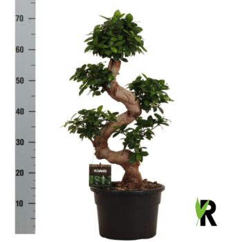 Ficus micr. S-type