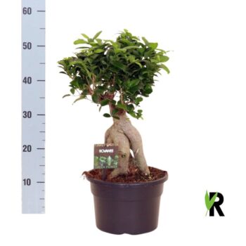 Ficus micr. Ginseng wortel