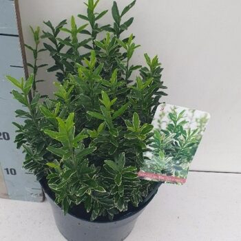 Euonymus Japonicus Microphyllus Albovariegatus