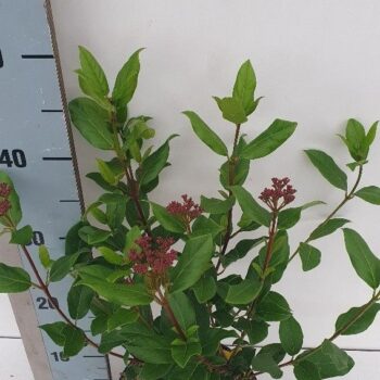 Viburnum tinus 'Gwenllian'