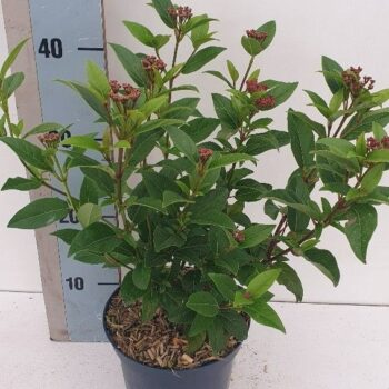 Viburnum tinus Spirit