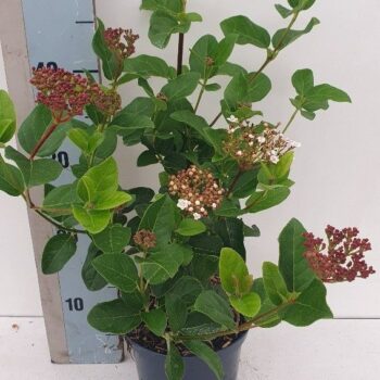 Viburnum tinus 'Lisa Rose'