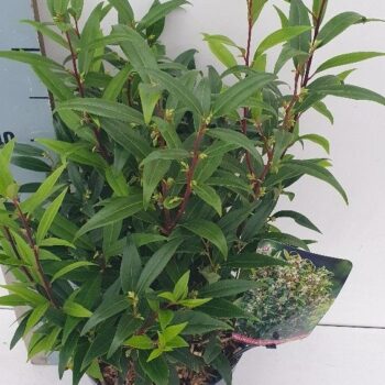 Sarcococca hookeriana 'Purple GEM'