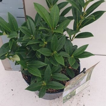 Sarcococca sarsid fragnant Mountain