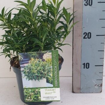 Sarcococca sarsid fragnant Valley