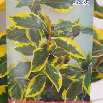 Elaeagnus x ebbingei 'Gilt Edge'