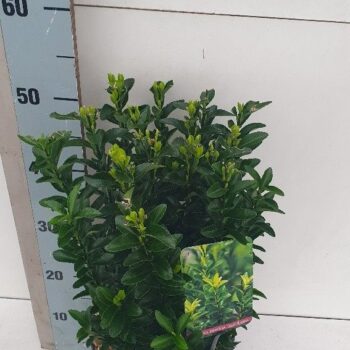 Euonymus japonicus 'Jean Hugues'