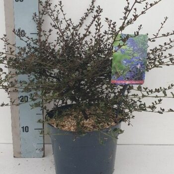 Ceanothus 'Blue Sapphire'